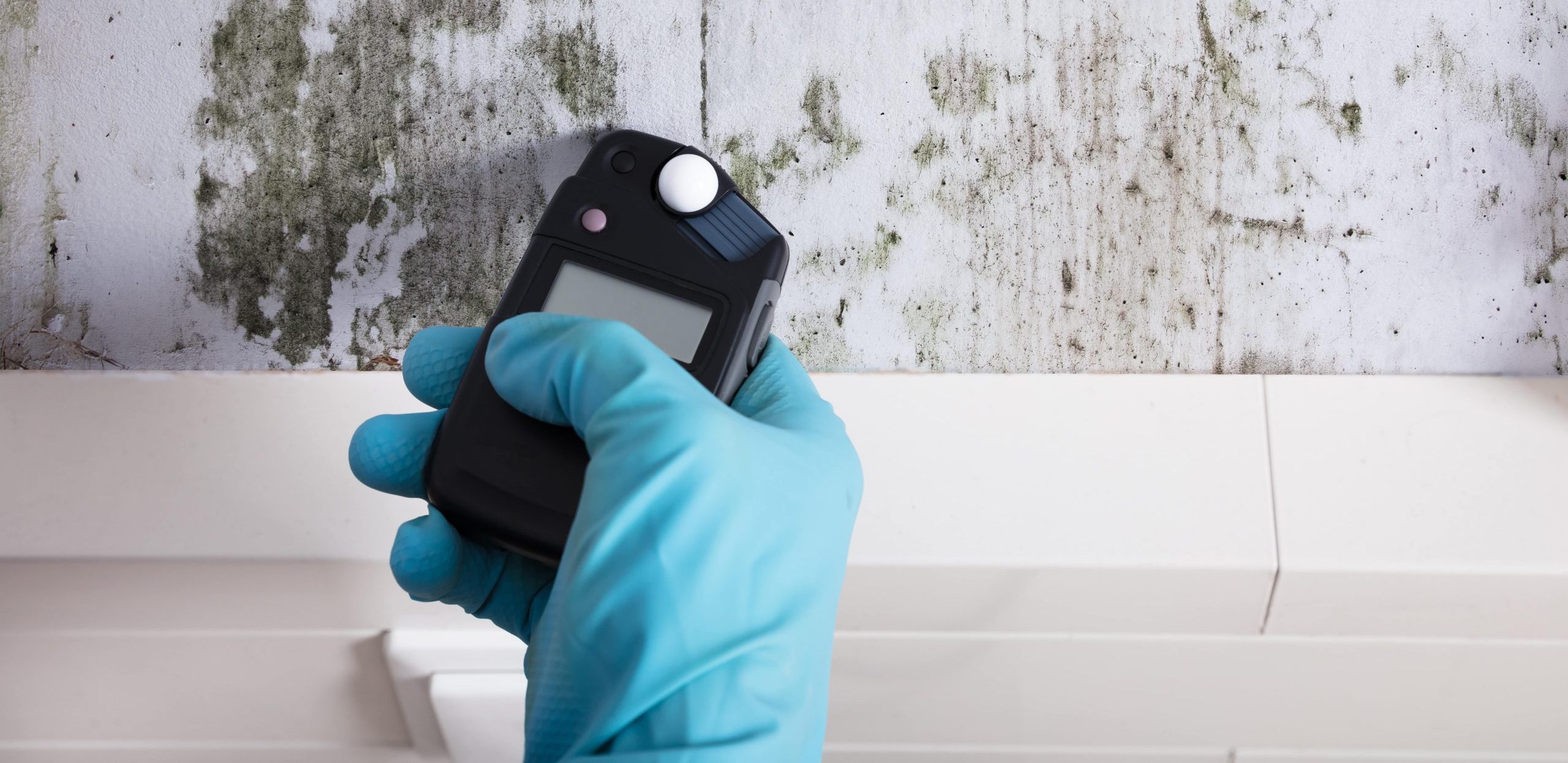 mold inspection services